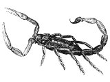 Syrian scorpion (Buthus occitanus). Heb.`QRaB. (Num.34.4, Jos.15.3, Jud.1.36, Luk.11.12, Rev.9.5)
